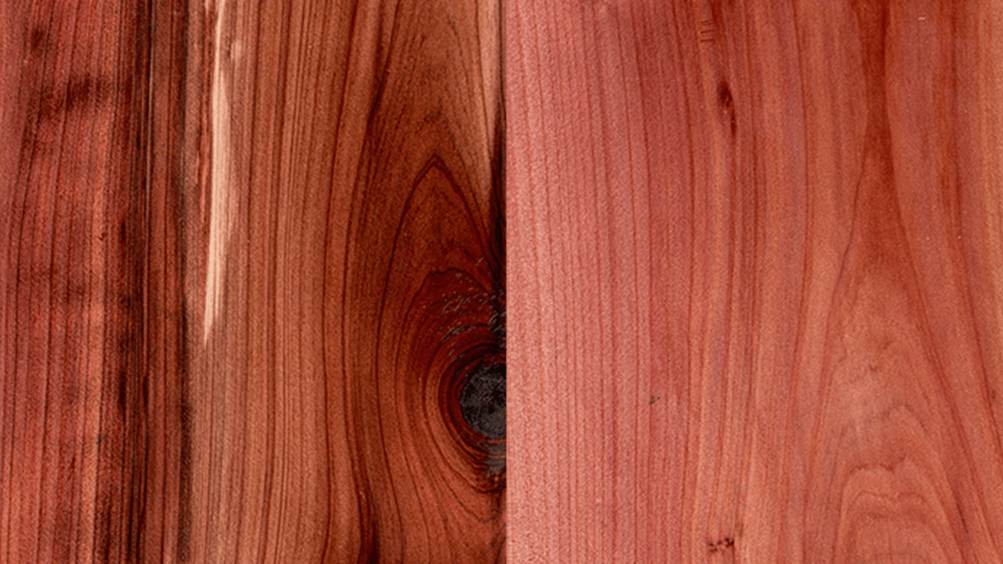 cedar